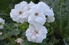 DSC_0047.webp