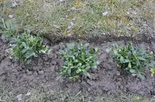 Ilex Crenata 3.webp