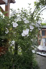 _DSC0854.webp