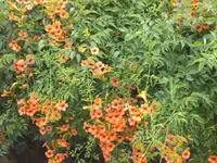 DSCF0527.webp