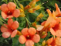 DSCF0528.webp