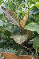 _DSC0859.webp