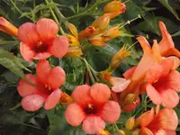 DSCF0529.webp