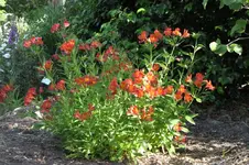 InkaBretagne.webp InkaBretagne.webp