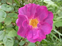 P1220006.webp