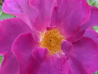 P1220010.webp