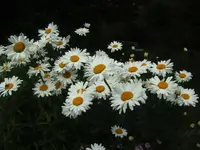 BILD5364.webp