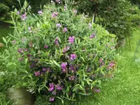 BILD5384.webp