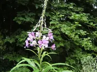 BILD5425.webp