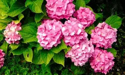 hortensie_0001.webp