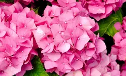 hortensie_0002.webp