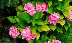hortensie_0003.webp