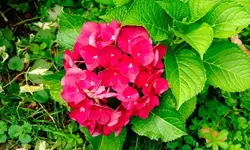 hortensie_0004.webp