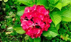 hortensie_0005.webp