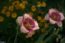 IMG_5128-2.webp