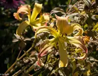 IMG_5135-2.webp