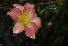 IMG_5034.webp