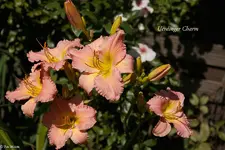 IMG_5063.webp