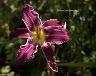 IMG_5075-3.webp