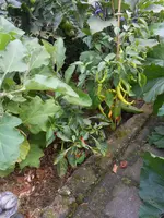 DSCN4328.jpg
