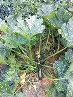 DSCN4329.webp