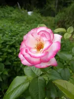 P1220037.webp