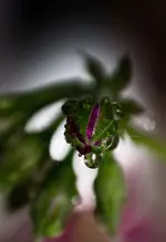 _MG_3087.webp