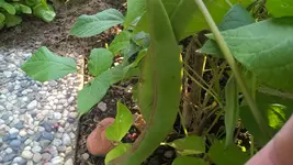 WP_20160729_20_03_34_Pro.webp WP_20160729_20_03_34_Pro.webp