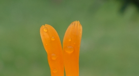 BlumenMakro.webp