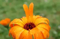 BlumenMakro (2).webp