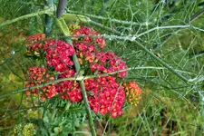 DSCF6941 (2).webp