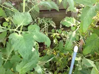 image.webp