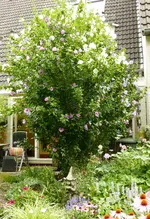 Hibiskus.webp