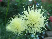 gelbe Flockenbl._15.webp gelbe Flockenbl._15.webp