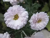 weißes julchen.webp weißes julchen.webp