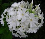 weißer phlox.jpg