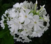 weißer phlox.webp weißer phlox.webp