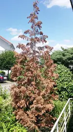 Baum-01.jpg