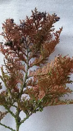 Baum-02.webp