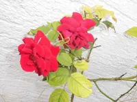 DSCI0028 (1).webp