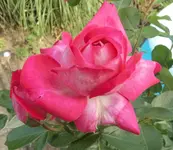 Rose 1.JPG