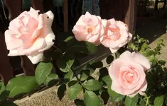 Rose 2.JPG