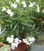 Oleander.webp