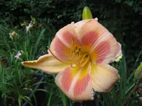real wind_1024x768.webp