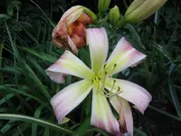wilson spider 3_1024x768.webp