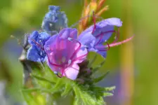 DSC_7200a.JPG