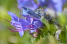 DSC_7200bb.JPG
