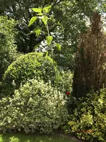 G_Riesen Sonnenblume 2016_2,35 m__30.07.2016_mr.ditschy.webp