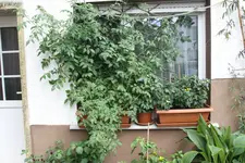 IMG_0227.webp