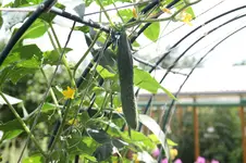 IMG_0251.jpg